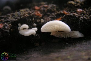 crepidotus mollis (1000 x 667).jpg_product_product_product_product_product_product_product_product_product_product_product